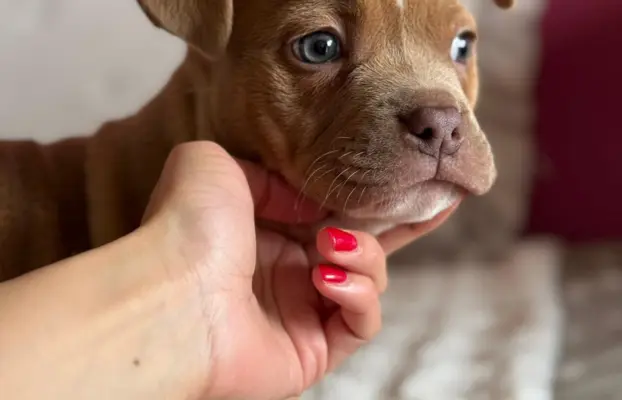 American Bully Pocket suczka 1