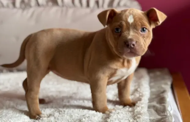 American Bully Pocket suczka 2