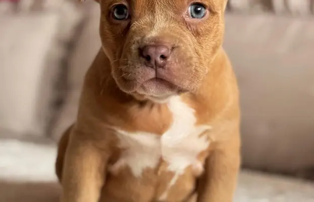 American Bully Pocket suczka 3