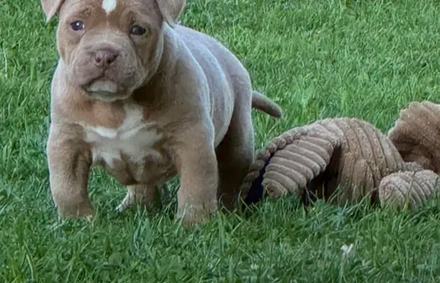 American Bully Pocket suczka 4