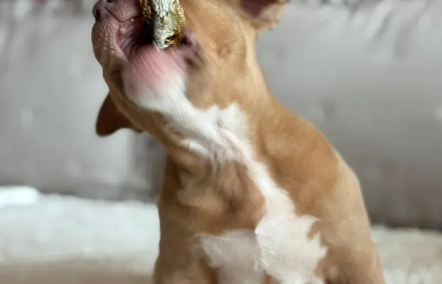 American Bully Pocket suczka 5