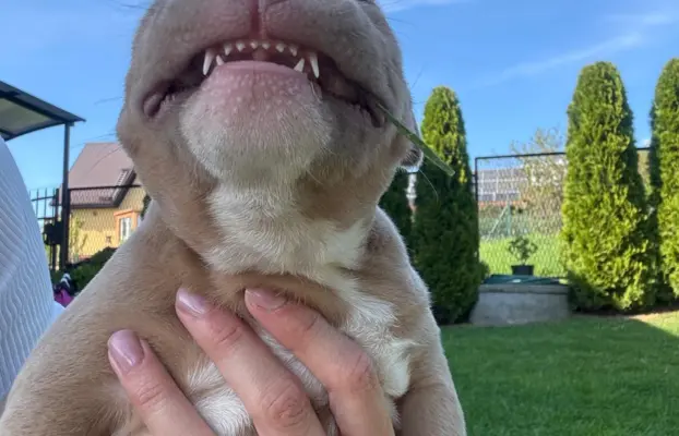 American Bully Pocket suczka 6