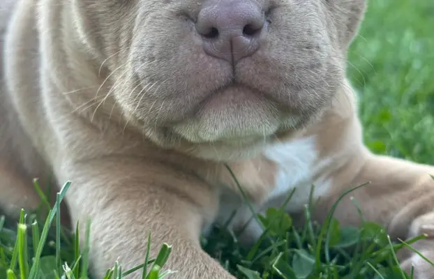 American Bully Pocket suczka 7