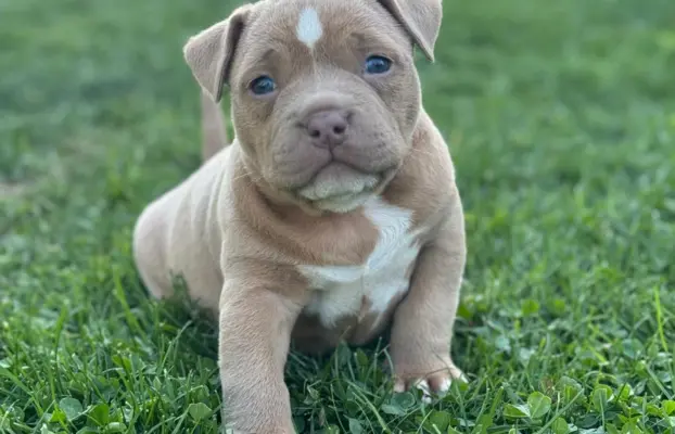 American Bully Pocket suczka 8