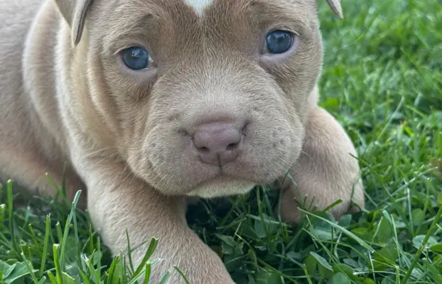 American Bully Pocket suczka 9