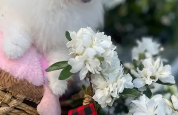 Cudowny Pomeranian szpic mini Herkules boy 8