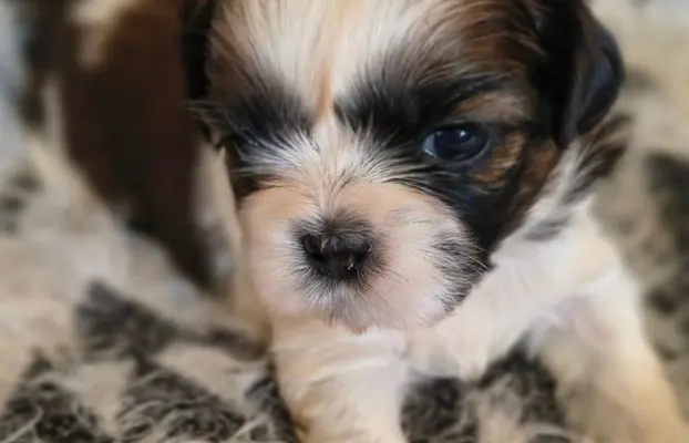 ŚLICZNE DZIEWCZYNY SHIH-TZU, 9