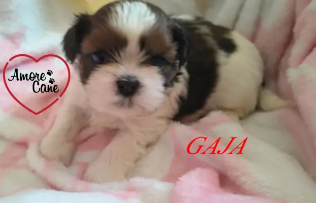 ŚLICZNE DZIEWCZYNY SHIH-TZU, 2