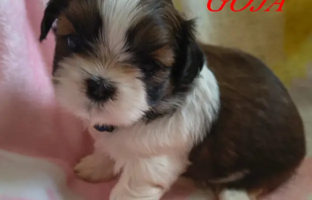 ŚLICZNE DZIEWCZYNY SHIH-TZU, 1