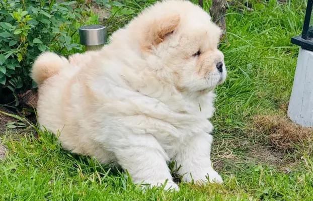 Chow chow kremowa suczka 2