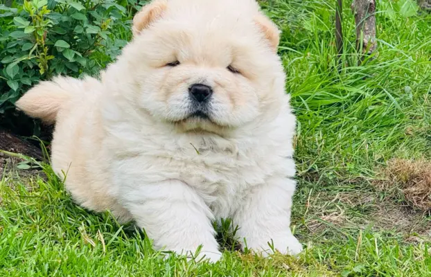 Chow chow kremowa suczka 1