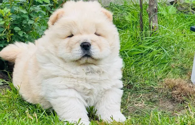 Chow chow kremowa suczka 3