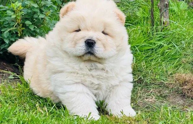 Chow chow kremowa suczka 4