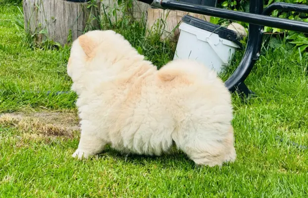 Chow chow kremowa suczka 5