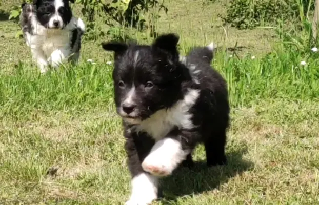 Pies Border Collie - Rasowy szczeniak z Hodowli, pełna dok. 2