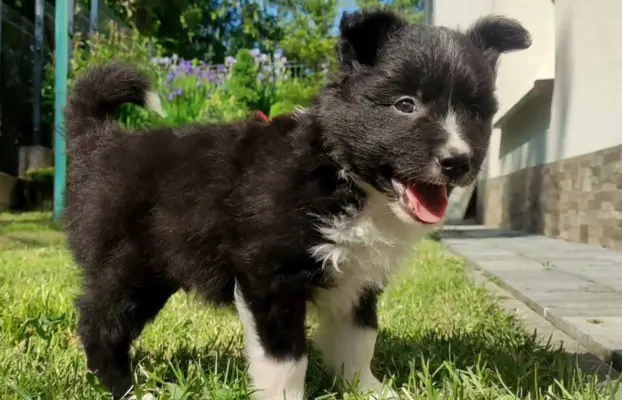 Pies Border Collie - Rasowy szczeniak z Hodowli, pełna dok. 3