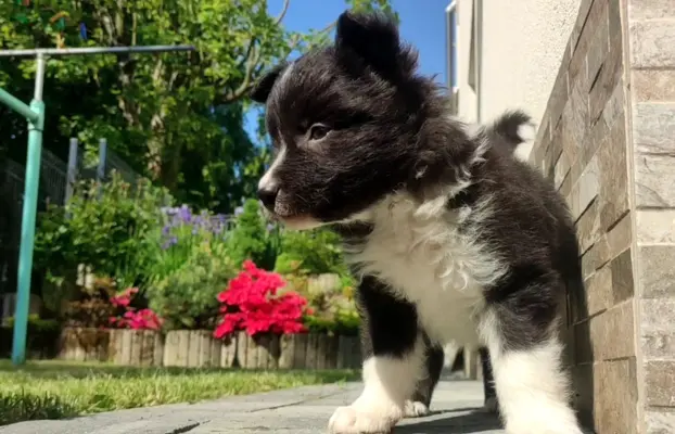Pies Border Collie - Rasowy szczeniak z Hodowli, pełna dok. 1