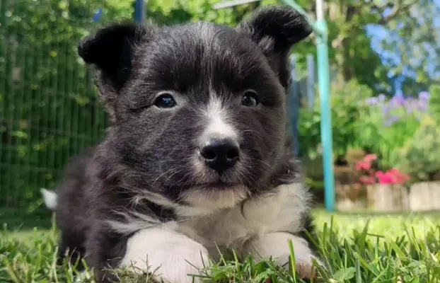 Pies Border Collie - Rasowy szczeniak z Hodowli, pełna dok. 4