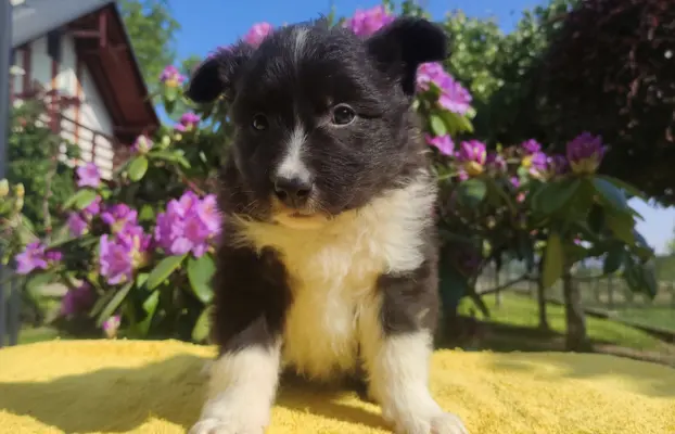 Pies Border Collie - Rasowy szczeniak z Hodowli, pełna dok. 5