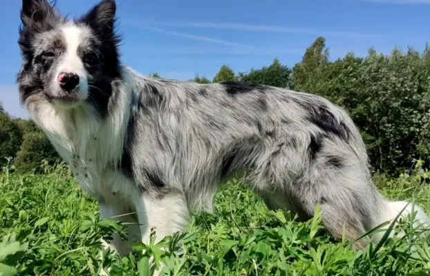 Reproduktor - Krycie - Border Collie 6
