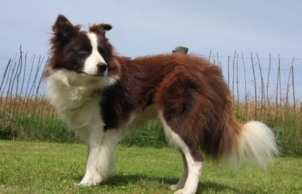 Reproduktor - Krycie - Border Collie 8