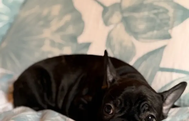 Buldog francuski gotowy do odbioru 2