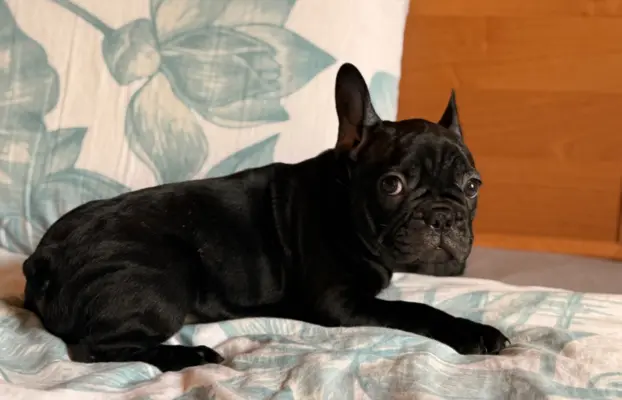 Buldog francuski gotowy do odbioru 5