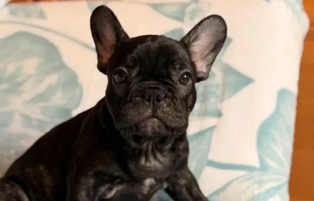 Buldog francuski gotowy do odbioru 1