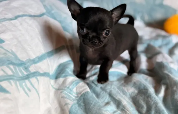 Chihuahua samiec XXS 2