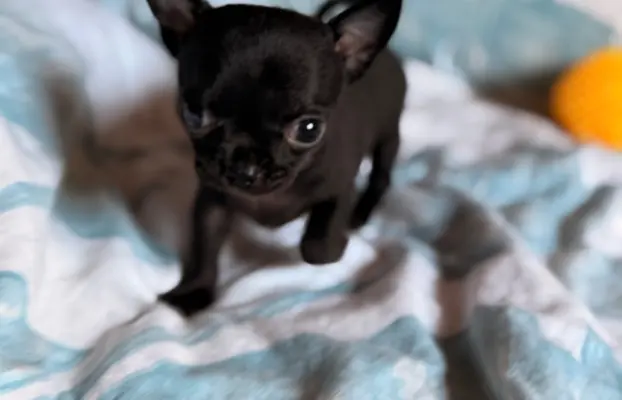 Chihuahua samiec XXS 4
