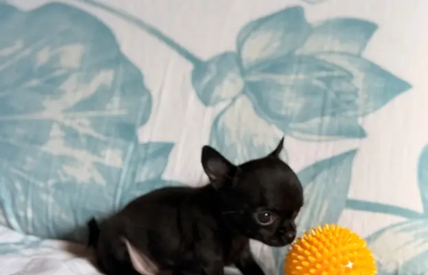Chihuahua samiec XXS 5