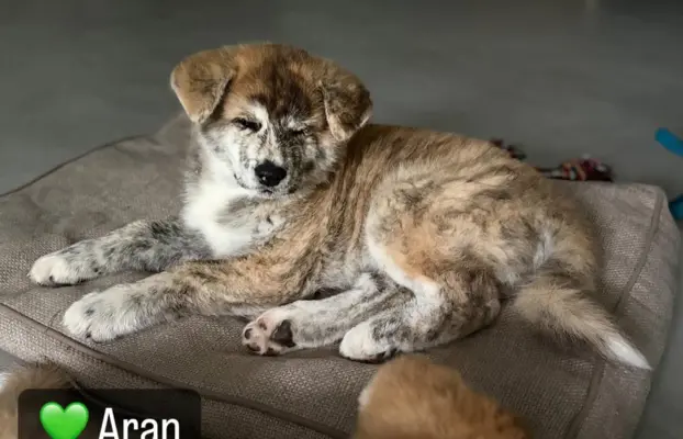 Cudowne pręgowane i czerwone szczenieta Akita Inu ZKwP  FCI 1