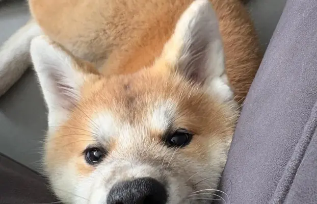 Cudowne pręgowane i czerwone szczenieta Akita Inu ZKwP  FCI 3
