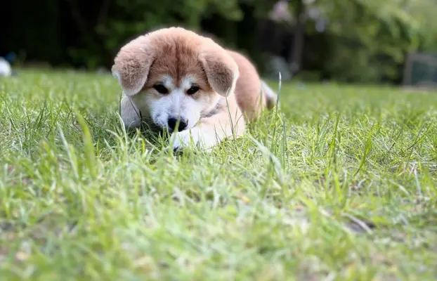 Cudowne pręgowane i czerwone szczenieta Akita Inu ZKwP  FCI 2