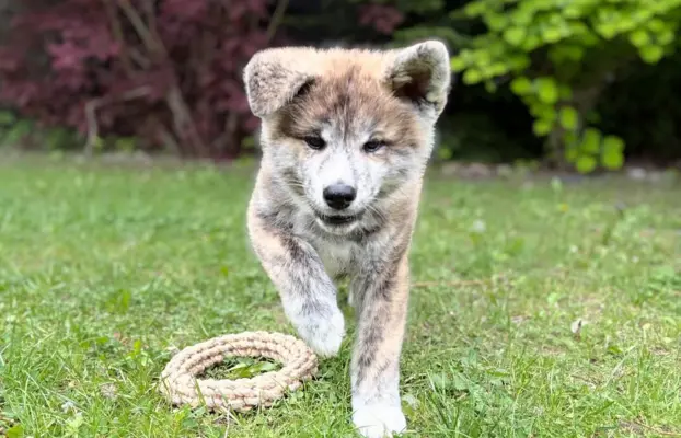 Cudowne pręgowane i czerwone szczenieta Akita Inu ZKwP  FCI 5