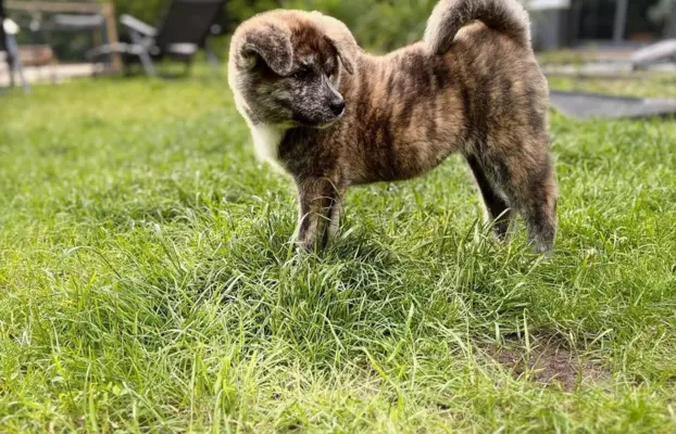 Cudowne pręgowane i czerwone szczenieta Akita Inu ZKwP  FCI 6