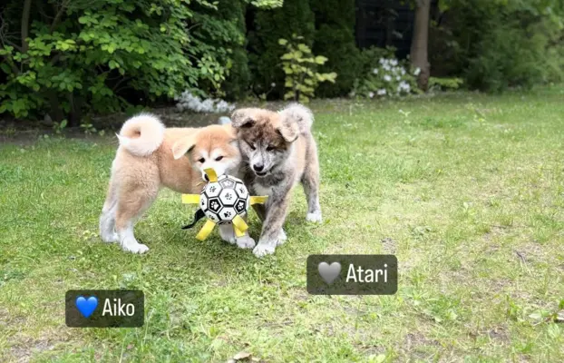 Cudowne pręgowane i czerwone szczenieta Akita Inu ZKwP  FCI 7