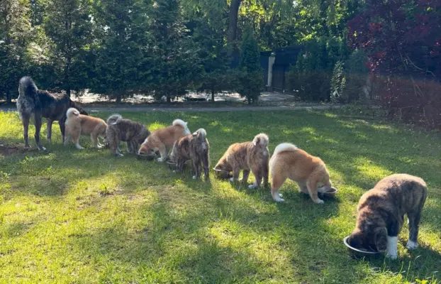 Cudowne pręgowane i czerwone szczenieta Akita Inu ZKwP  FCI 8