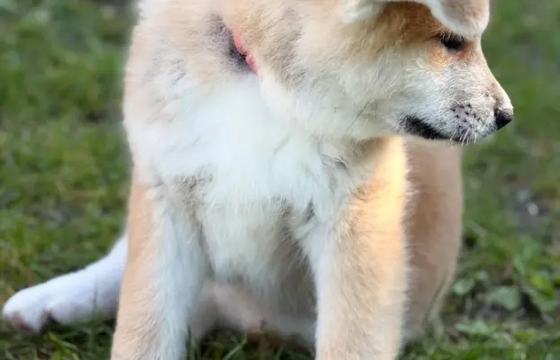 Cudowne pręgowane i czerwone szczenieta Akita Inu ZKwP  FCI 9