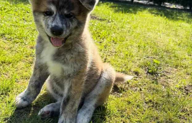 Cudowne pręgowane i czerwone szczenieta Akita Inu ZKwP  FCI 10