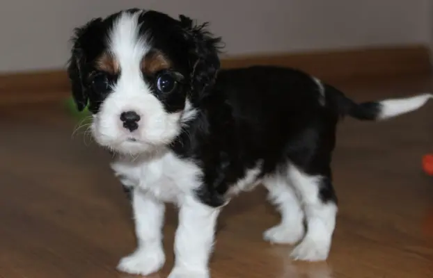 Szczeniak piesek Cavalier King Charles Spaniel 3