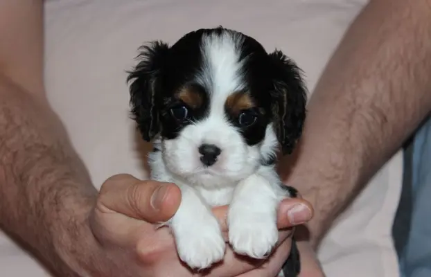 Szczeniak piesek Cavalier King Charles Spaniel 4