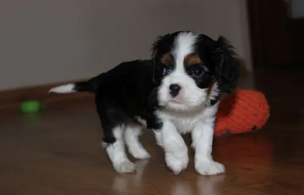 Szczeniak piesek Cavalier King Charles Spaniel 5
