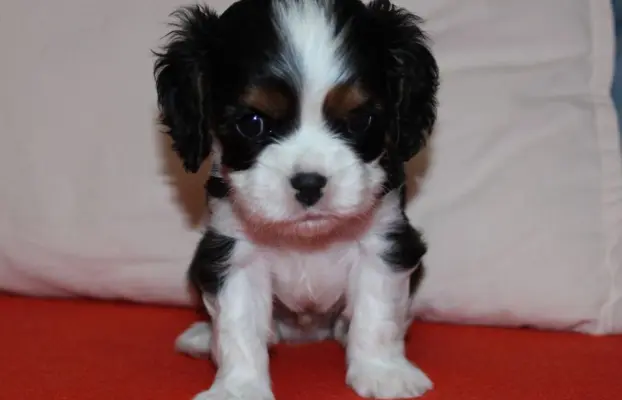 Szczeniak piesek Cavalier King Charles Spaniel 6