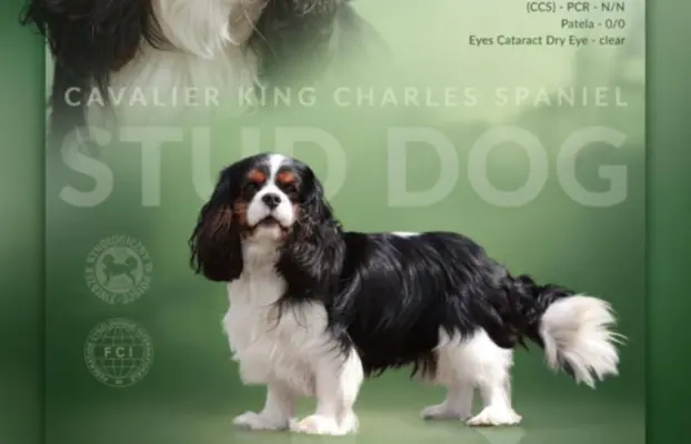 Szczeniak piesek Cavalier King Charles Spaniel 7