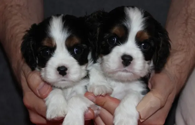 Szczeniak piesek Cavalier King Charles Spaniel 1