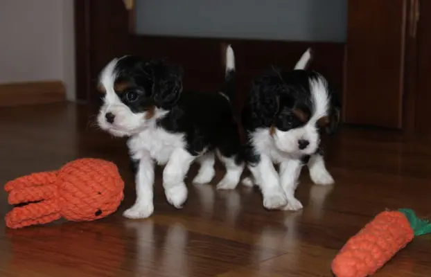 Szczeniak piesek Cavalier King Charles Spaniel 2