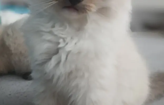 Kocięta Ragdoll FPL/FiFE 3