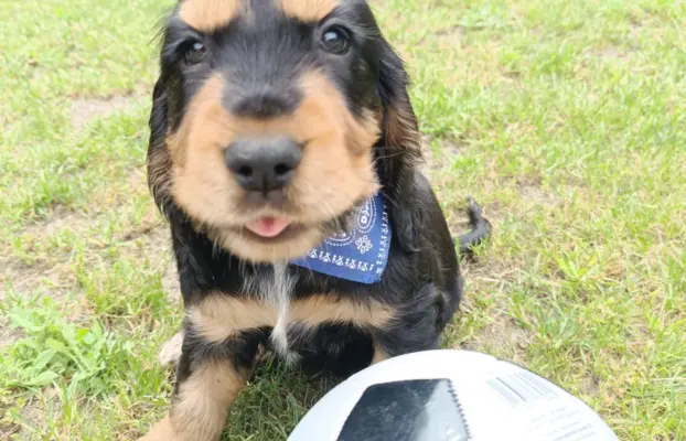 Szczeniaczki Cocker Spaniel Angielski 1