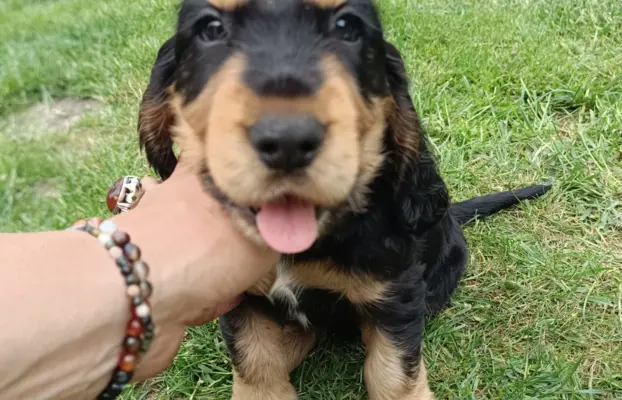 Szczeniaczki Cocker Spaniel Angielski 5